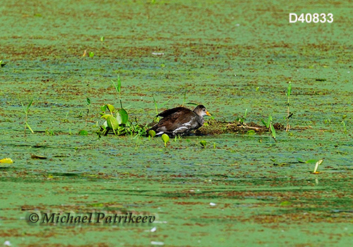 Common Gallinule (Gallinula galeata)